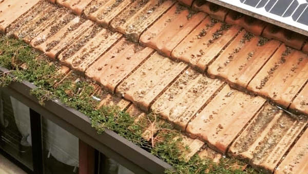 Come dare lunga vita al tuo tetto?